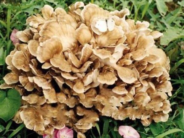 蘑菇|板栗树|人参_新浪新闻