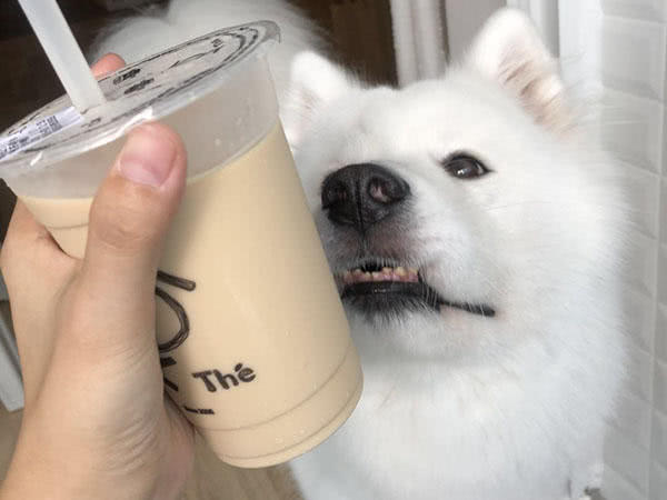 像狗狗对很多人类的食物都很好奇是很正常的,有时候在没有明确不可以