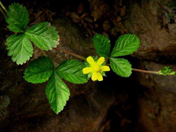 农村这种野草, 名字带有三叶, 能够治疗痔疮