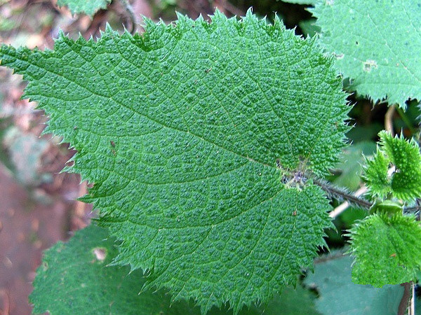 农村这种野生的植物浑身是刺有毒却有悠久的药用历史