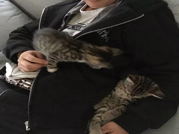 两只小奶猫争风吃醋,都要挤进主人腋下睡觉,网友:别人家的猫