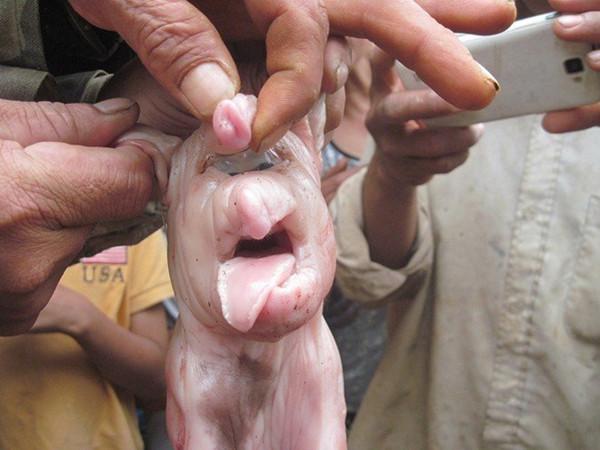 女子家中母猪分娩一怪异"物种",村里老人坚持让她养下去