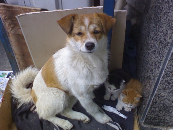 母爱伟大,流浪狗猫竟收养没妈的流浪猫,每天保护它们安全!