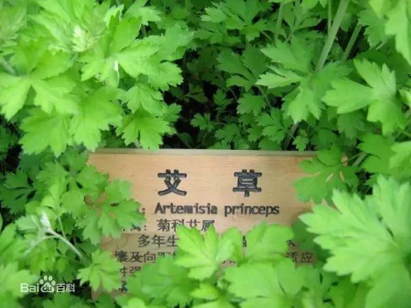 23,艾蒿:艾草,全草入药,有温经,去湿,散寒,止血,消炎,平喘,止咳,抗