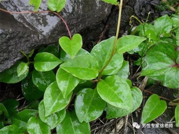 终于找到天然补品,每天坚持吃,补肾强身,让你彰显男人本色!