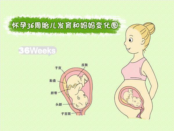 6,免疫系统:36周胎儿免疫功能很差,出生后必须依赖高质量的母乳才能
