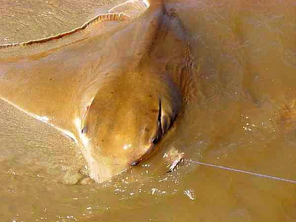 青岛人说的"老板鱼"是什么鱼?尾巴一根长针有毒