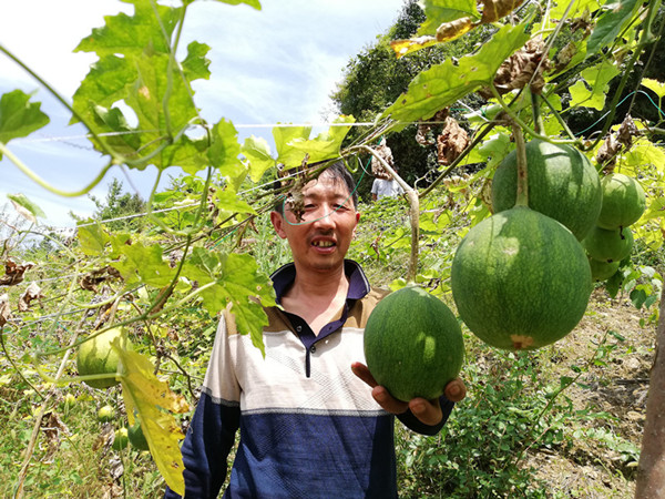 农村这种野生货老农称药瓜根能卖30一斤干果20一斤