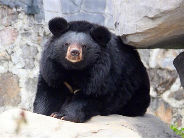 月熊被饲养员唤醒后,迈着嚣张的步伐巡视,在水池边给自己洗苹果