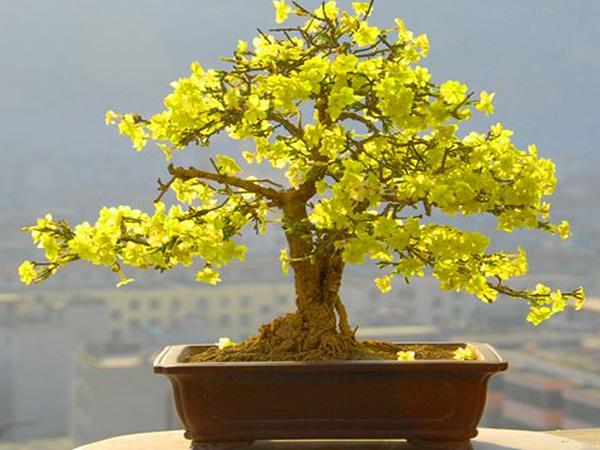 选好"苗源",做好"造型",家里春天有黄花,迎春花盆景这样做