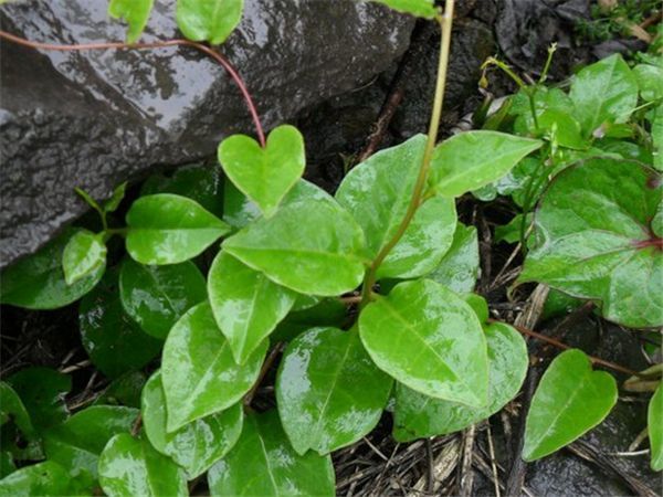 农村这纯天然的野菜常吃可以补肾抗癌防衰老一斤卖到30元