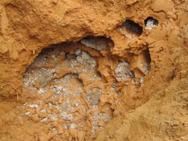 面积超过22万平方公里,大小相当于一个英国|白蚁|蚁窝|蚂蚁_新浪新闻