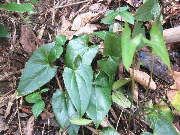 这野草叫三枝九叶农民都怕家畜误食它在城里却是稀罕物