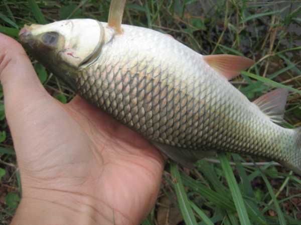 十几斤的泰国鲮力大如牛无愧水中炮弹的称号