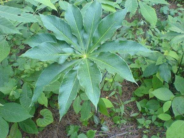 就能见到它,因为其生长习性与竹子相似,竹叶也能起到良好的遮荫作用