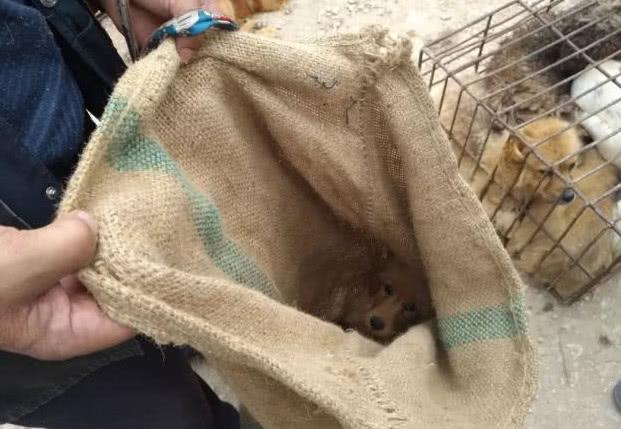 大爷扛麻袋在狗市走不停, 路人好奇上前询问, 得知原因感动了