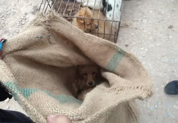 大爷扛麻袋在狗市走不停, 路人好奇上前询问, 得知原因感动了