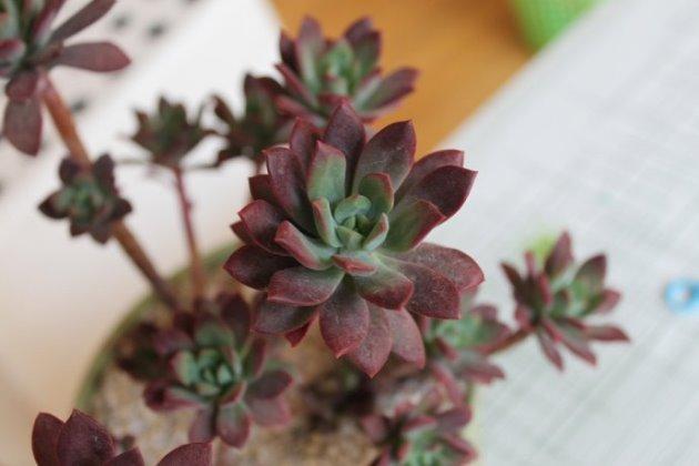 多肉红稚莲这样养温差大了更红火