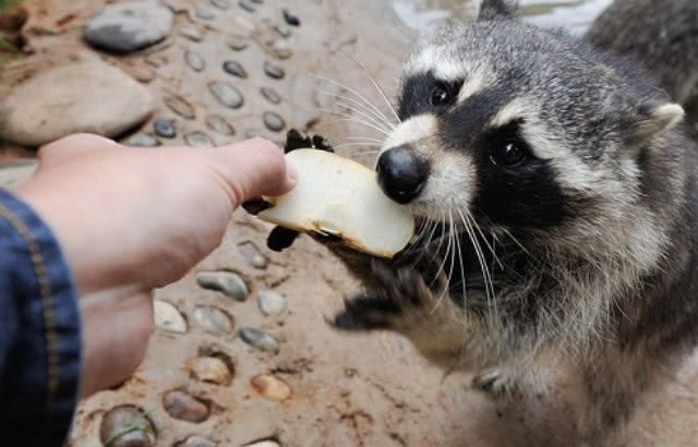 男子不听邻居劝告,喂小浣熊吃的,结果到了晚上麻烦来了!