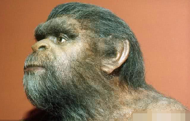 人类和大猩猩能够生出小孩吗?现在有了一个科学的解释