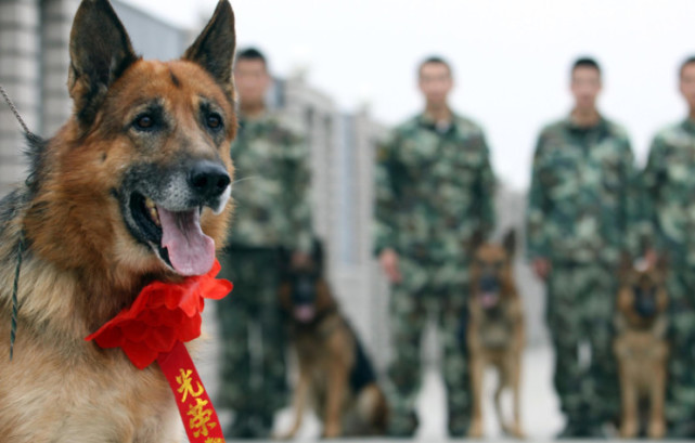 在我国军犬退役之后要怎么办?有什么地方可以安置吗?