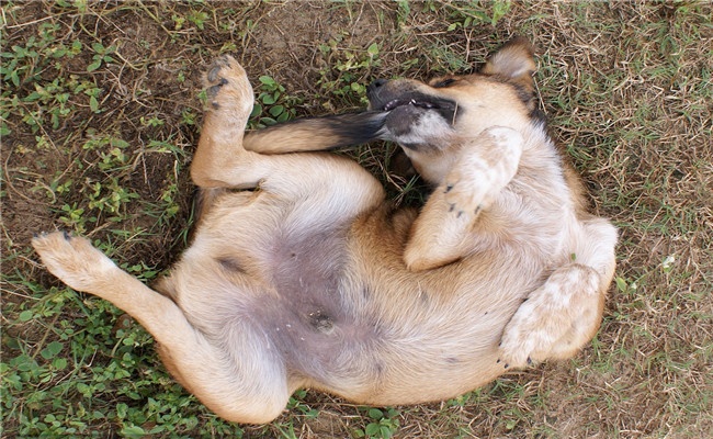 狗狗咬自己的尾巴,是在向铲屎官传递5个信息,好多人不知道!