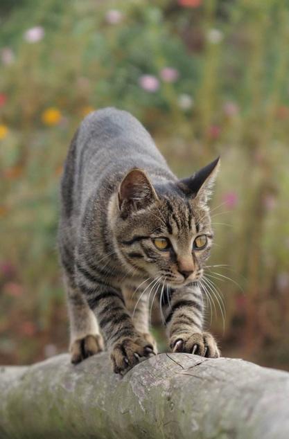 中华田园猫身价有多高抗病能力强国外人想买买不起