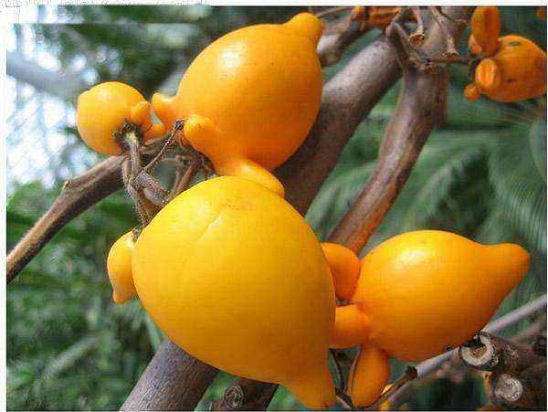 黄金果|外形|农村_新浪新闻