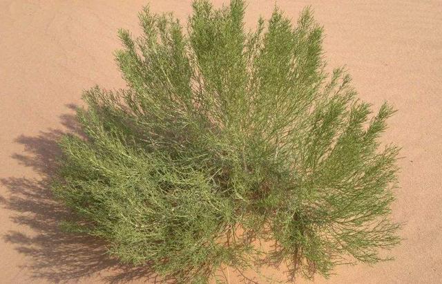 韩国为防沙尘暴在中国沙漠种下400万棵树网友树算谁的