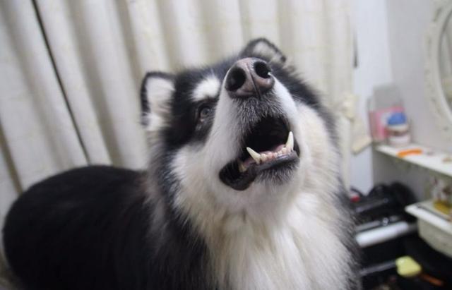 阿拉斯加陪父母看电视,回过头来这样一副表情,气得主人想打狗