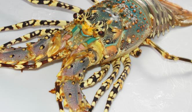 世界最耐热的虾生活在450度深海火山口中国吃货怎么煮熟