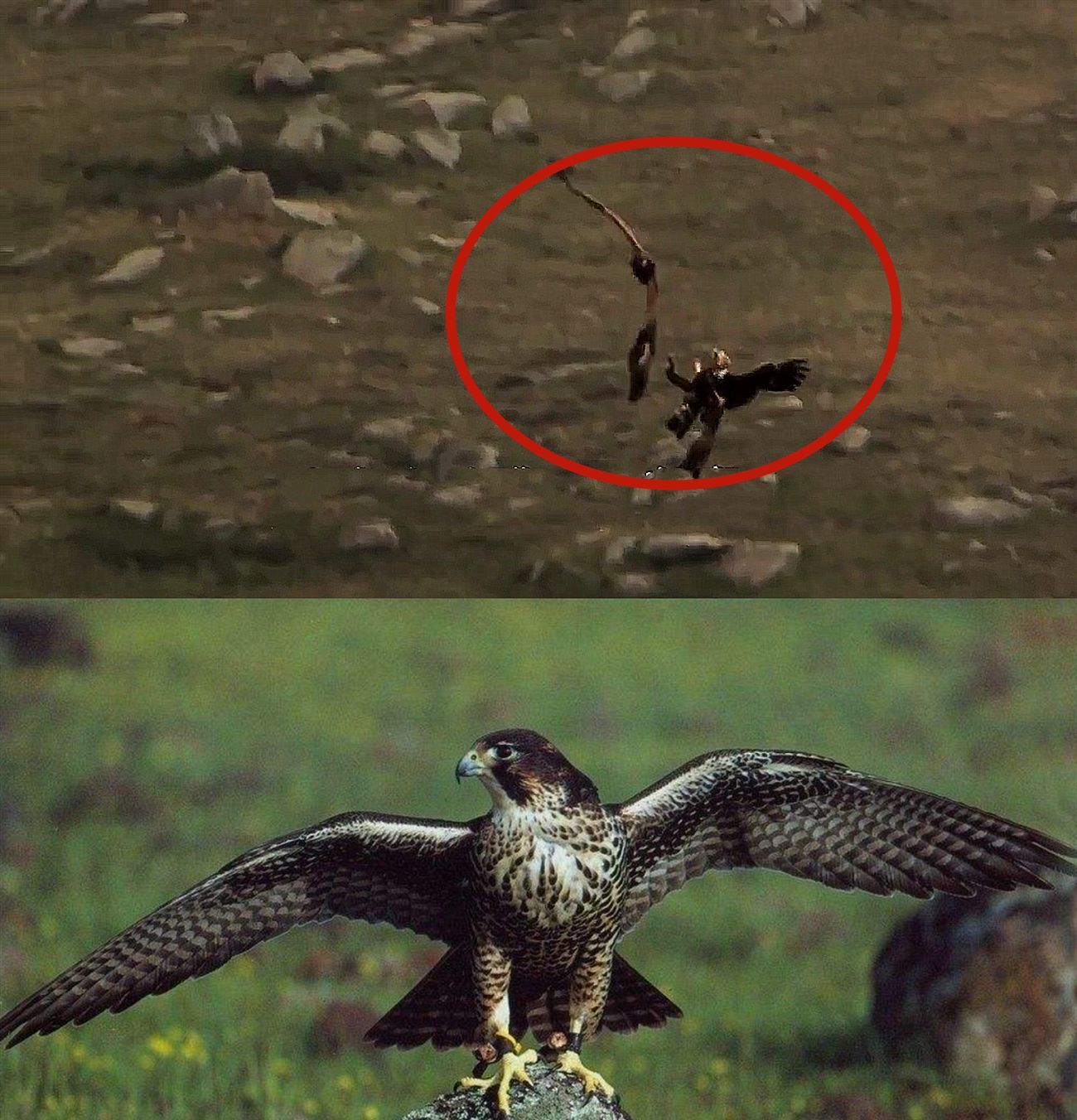 猎人指挥老鹰户外表演,下一秒意外发生,小女孩竟被老鹰袭击!