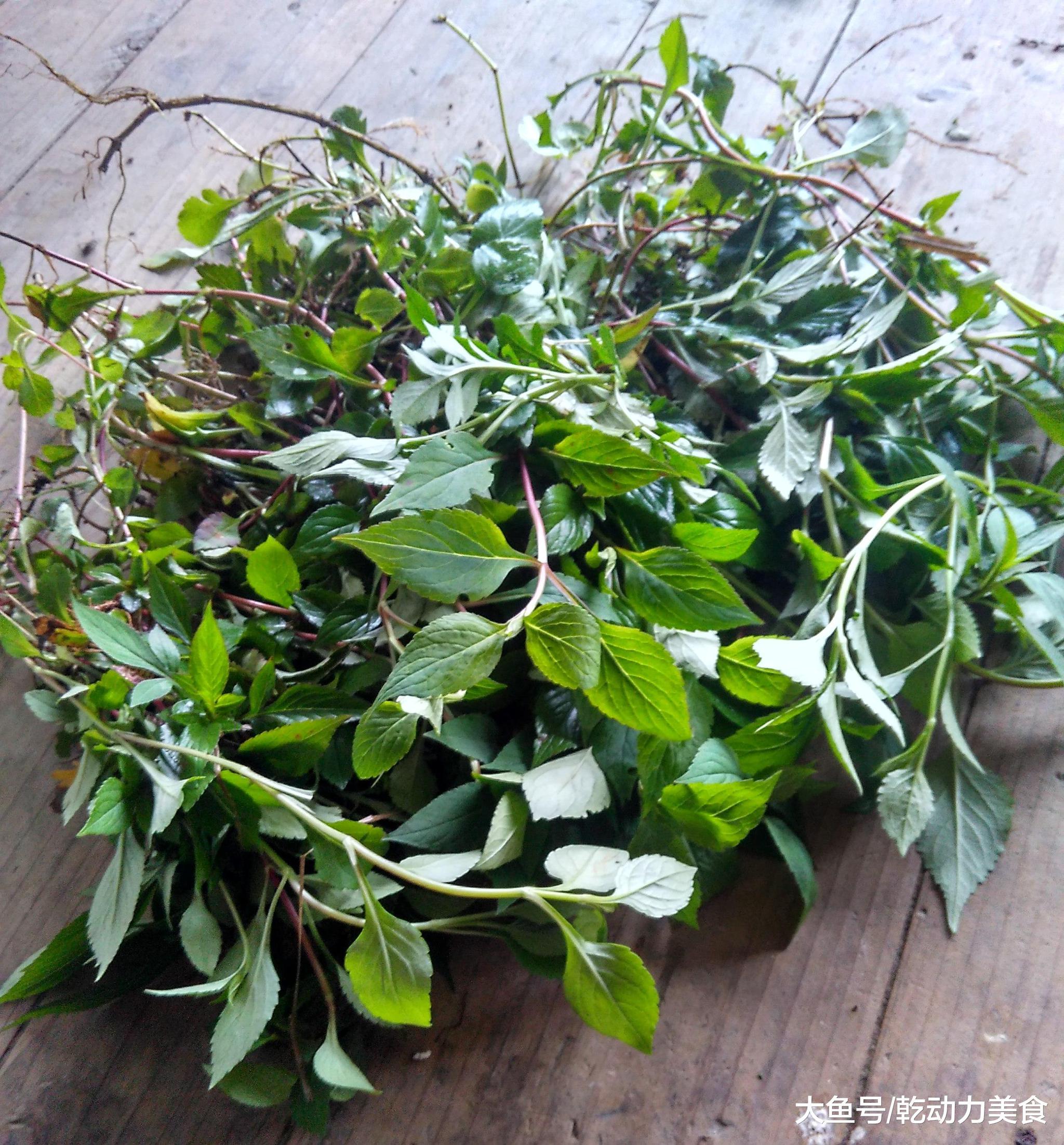 很多城里人不知道,在农村农民都吃这种野菜养生|野菜|苦菜|农民_新浪