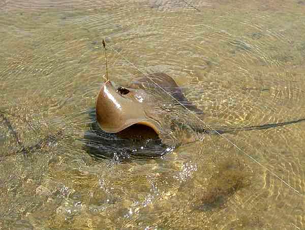 青岛人说的"老板鱼"是什么鱼?尾巴一根长针有毒