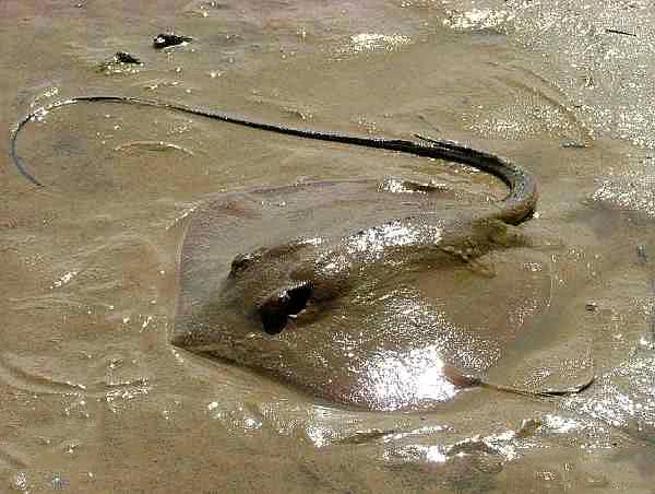 青岛人说的"老板鱼"是什么鱼?尾巴一根长针有毒