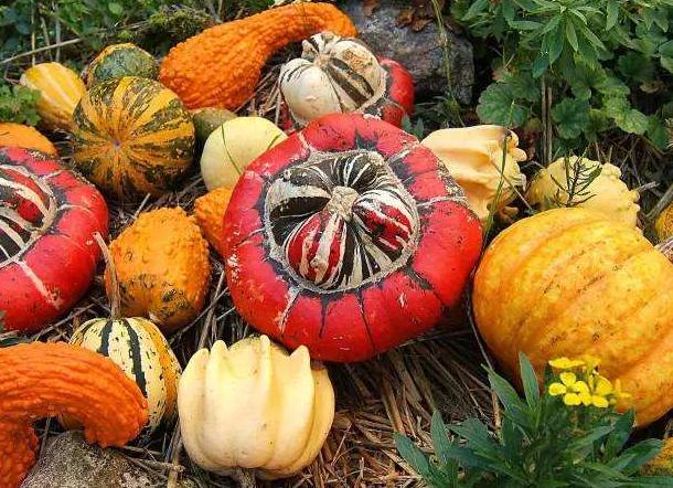 南瓜,北瓜,窝瓜,你都认识谁