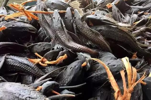 这种入侵生物连中国吃货都难以下口