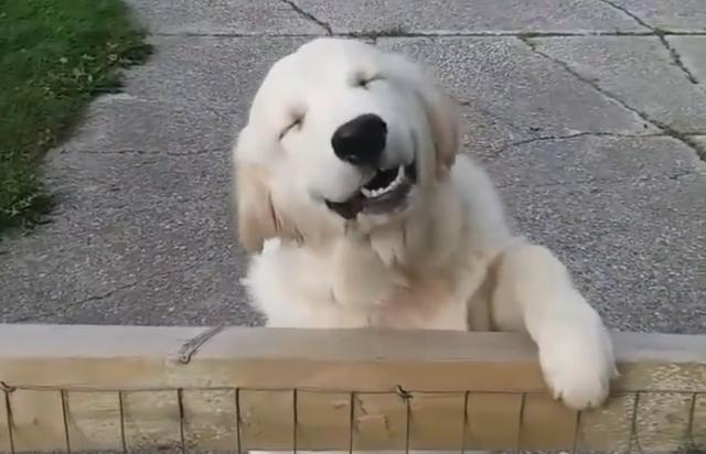 金毛笑成"眯眯眼",因太治愈而走红,主人:没买零食!