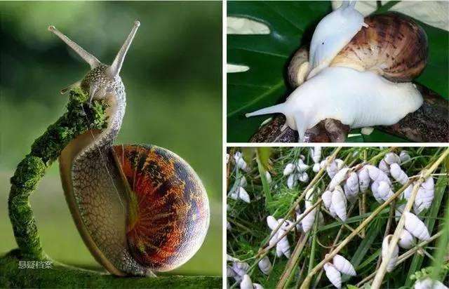 它们长有2万多颗牙齿, 动物和人类都垂涎它的美味|蜗牛|牙齿|美味
