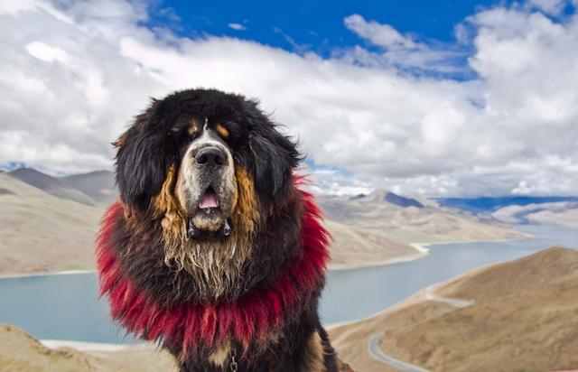 青藏高原|藏獒|青海_新浪新闻