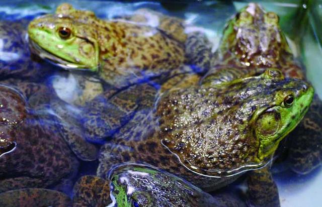 59年"引进"到中国,因太好吃被大量养殖,如今放生最高罚款50万|牛蛙