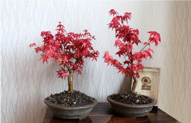 我们还可以将植物制作成家庭盆栽也是不错的选择,我们还可以将这个