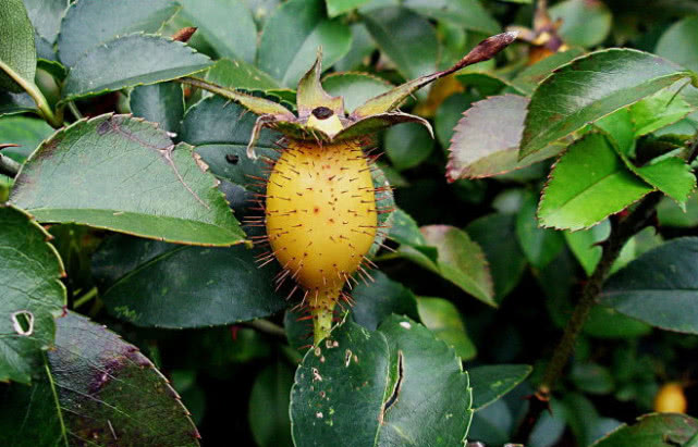 山上才有的一种野果它曾是农村小孩的零食晒干一斤可卖40元