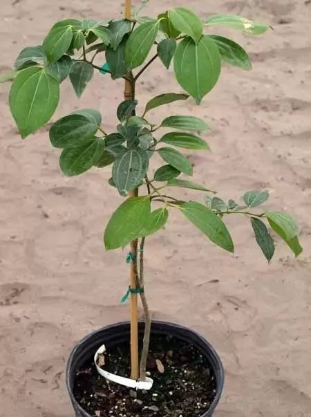 用花盆种出带有迷人芳香的肉桂树,还有这么多好处