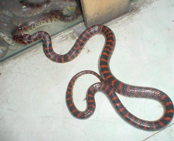 毒蛇环状缠绕,老母鸡淡定面对,主人道出原因,让人难以置信