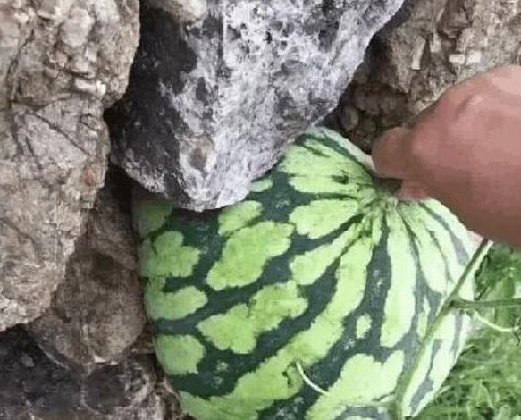 男子在石头缝里发现了一个西瓜,走过去摸了一下,简直开心坏了!