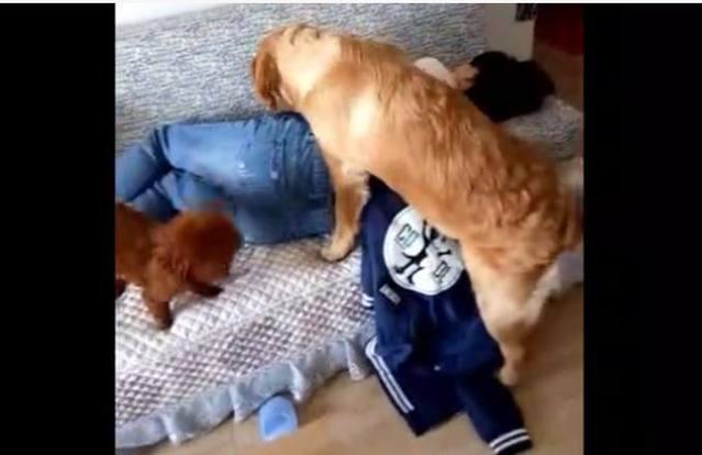 女主人在沙发上睡觉,狗狗们竟然做出这样的事,简直是成精了!