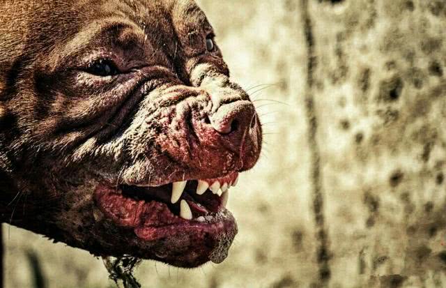 丧尸级别的猛犬不知疼痛也不知退缩