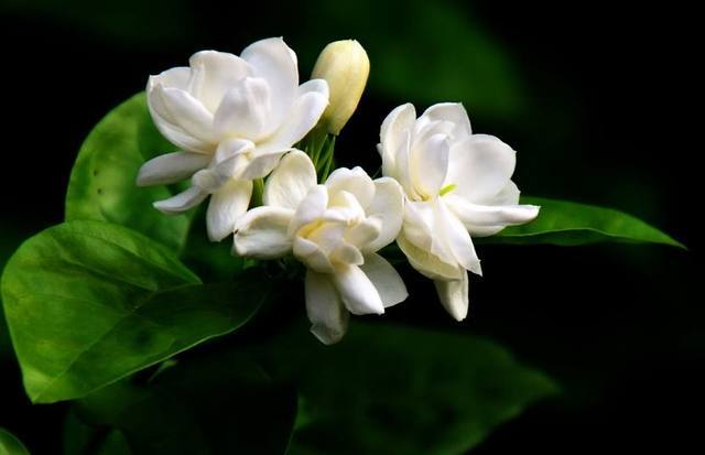 修剪后茉莉不开花咋办?原来花农常做这个动作,让你花开不断