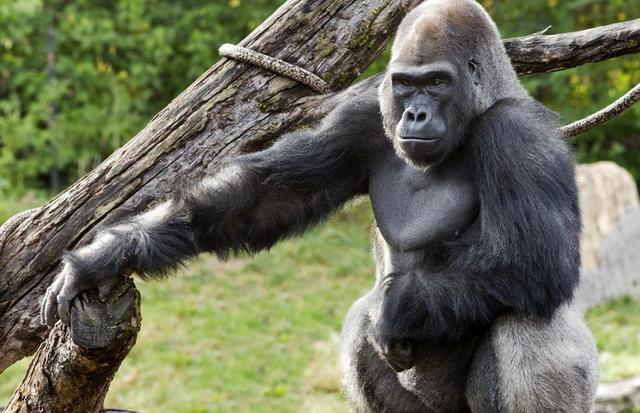 猩猩和人类基因重叠,差别只有4%,它们会进化成人么?